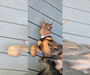 Doberman Pinscher Puppy for sale in WHEELING, IL, USA