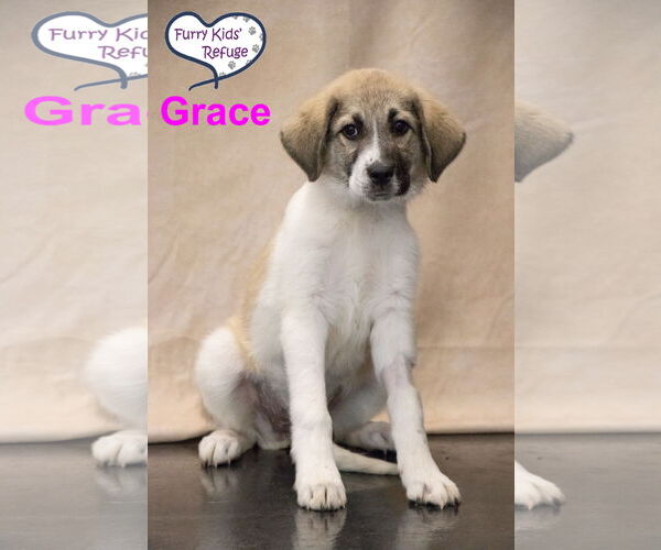 Medium Photo #2 Anatolian Pyrenees Puppy For Sale in Lee's Summit, MO, USA