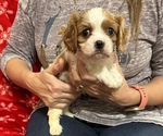 Small Photo #5 Cavalier King Charles Spaniel Puppy For Sale in VICTORIA, TX, USA