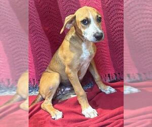 Mutt Dogs for adoption in Brewster, MA, USA