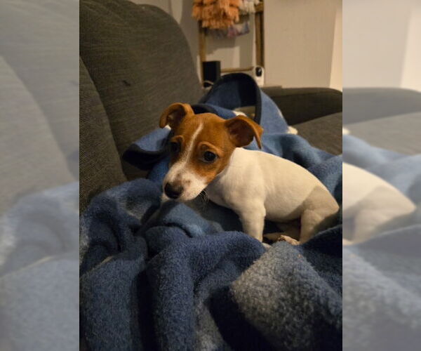 Medium Photo #3  Puppy For Sale in , 