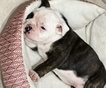 Small Photo #2 Victorian Bulldogge Puppy For Sale in MONTVILLE, OH, USA