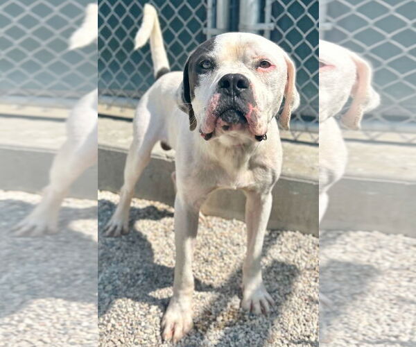 Medium Photo #2 American Bulldog-Unknown Mix Puppy For Sale in Jefferson, WI, USA