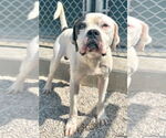 Small #1 American Bulldog Mix