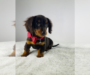 Dachshund Puppy for sale in LOCUST GROVE, GA, USA