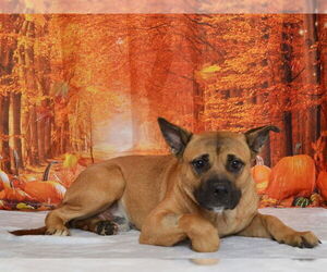 Medium German Shepherd Dog Mix