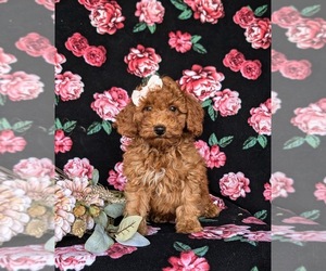 Goldendoodle (Miniature) Puppy for sale in COCHRANVILLE, PA, USA