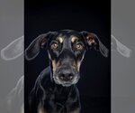 Small Photo #10 Doberman Pinscher-Labrador Retriever Mix Puppy For Sale in Tuscaloosa, AL, USA