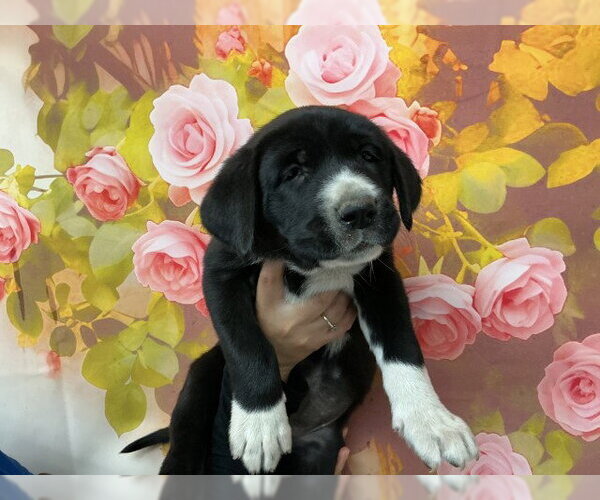 Medium Photo #1 Bernese Mountain Dog-Unknown Mix Puppy For Sale in San Bernardino, CA, USA
