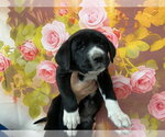 Small Bernese Mountain Dog Mix