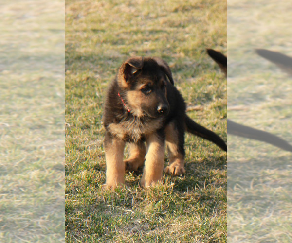 Medium Photo #1 German Shepherd Dog Puppy For Sale in EDGEWOOD, IA, USA