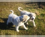 Small Photo #2 Great Pyrenees Puppy For Sale in YELM, WA, USA