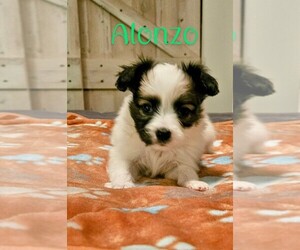 Papillon Puppy for sale in RACINE, WI, USA