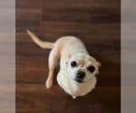 Small #1 Chihuahua