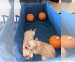 Litter of 2 - Male(s) and Female(s) Golden RetrieverLitter of Puppies for Sale - Photo #6