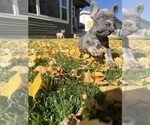 Dozer - Male French Bulldog Puppy for Sale - Photo #3