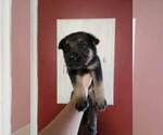 Small Photo #4 German Shepherd Dog Puppy For Sale in PORTAGE, IN, USA