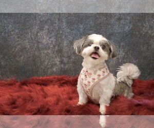 Shih Tzu-Unknown Mix Dogs for adoption in Morganville, NJ, USA