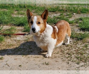 Mother of the Pembroke Welsh Corgi puppies born on 11/14/2021
