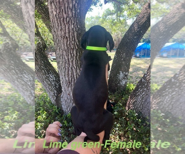 Medium Photo #18 Great Dane Puppy For Sale in FORT DENAUD, FL, USA