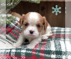 Cavalier King Charles Spaniel Puppy for sale in DRY RUN, PA, USA