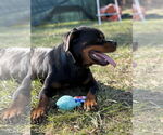 Small #1 Rottweiler