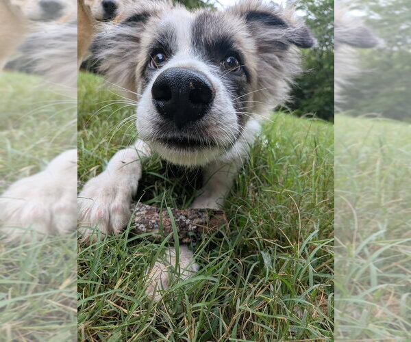 Medium Photo #2 Great Pyrenees-Unknown Mix Puppy For Sale in Vail, AZ, USA