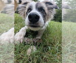 Small #1 Great Pyrenees Mix