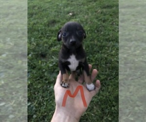 Taco Terrier Puppy for sale in LATTASBURG, OH, USA