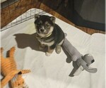 Small Photo #5 Shiba Inu Puppy For Sale in FAIRVIEW HEIGHTS, IL, USA