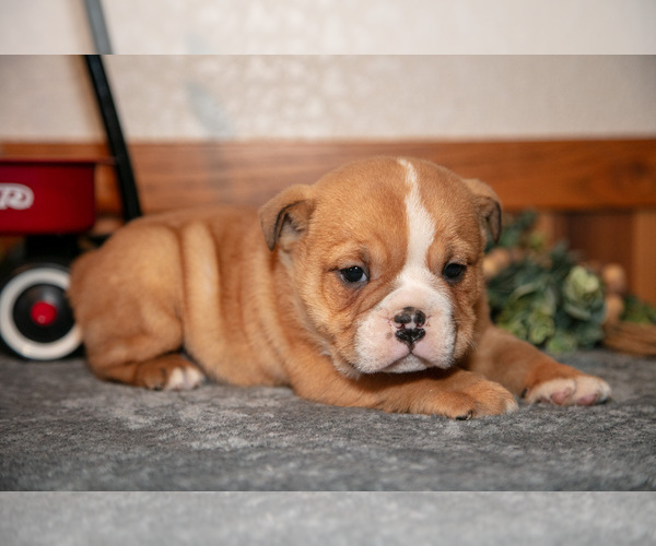 Medium Photo #1 Beabull Puppy For Sale in MILLERSBURG, OH, USA