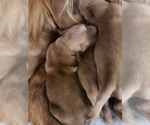 Puppy Puppy 2 Golden Retriever