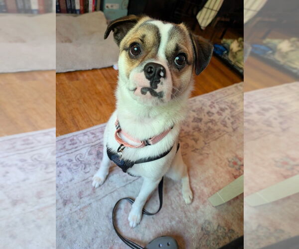 Medium Photo #4 Jug Puppy For Sale in Springdale, PA, USA