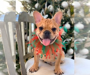 French Bulldog Puppy for sale in DENVER, NC, USA