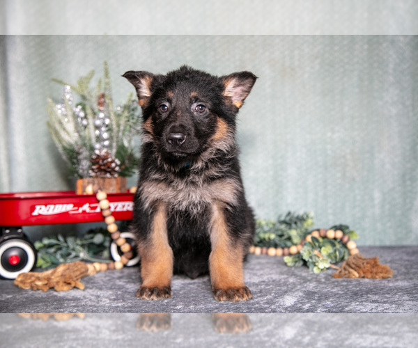 Medium Photo #1 German Shepherd Dog Puppy For Sale in NAPPANEE, IN, USA