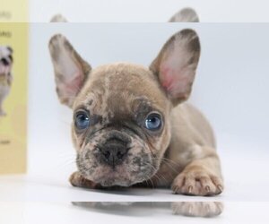 French Bulldog Puppy for sale in LONGWOOD, FL, USA