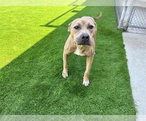 American Staffordshire Terrier-Unknown Mix Dogs for adoption in Grand Prairie, TX, USA