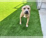 Small American Staffordshire Terrier Mix