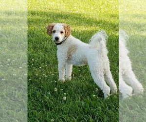 Father of the Goldendoodle (Miniature) puppies born on 04/05/2026