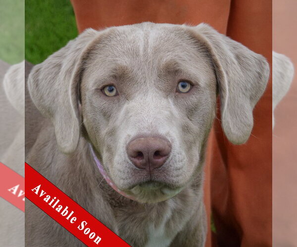 Medium Photo #1 Labmaraner Puppy For Sale in Huntley, IL, USA