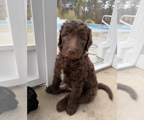 Medium Photo #15 Labradoodle Puppy For Sale in HUGER, SC, USA