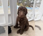 Small #14 Labradoodle
