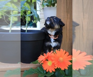 Miniature Australian Shepherd Puppy for sale in DAWSON, GA, USA
