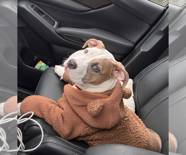 Medium Photo #4 Mutt Puppy For Sale in Elmsford, NY, USA