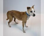Small #1 Jack Russell Terrier Mix