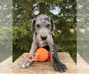 Great Dane Puppy for sale in MIDDLEBURY, IN, USA
