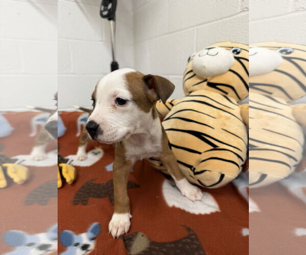 Medium Photo #3 Boxador Puppy For Sale in York, SC, USA