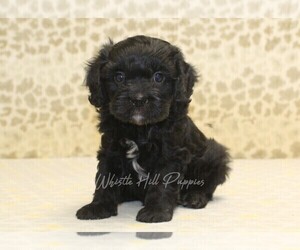 Cavapoo Puppy for sale in DENVER, PA, USA