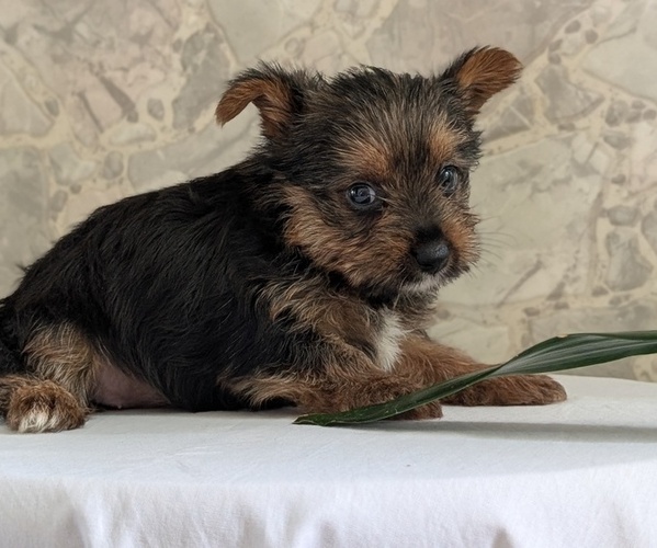 Medium Photo #30 Yorkshire Terrier Puppy For Sale in GOSHEN, IN, USA