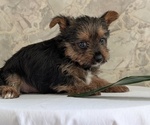 Small Photo #30 Yorkshire Terrier Puppy For Sale in GOSHEN, IN, USA